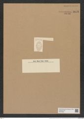 Asteromphalus wallichianus (Grev.) Ralfs. (de-Toni-Nr.: Genus 236, Species 5682) Zeichnungen Sammlung Grunow Nr. 9673 (NHMW-BOT-W0379609)